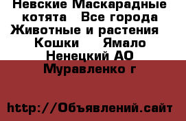 Невские Маскарадные котята - Все города Животные и растения » Кошки   . Ямало-Ненецкий АО,Муравленко г.